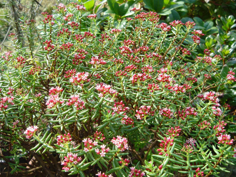Crassula sarcocaulis